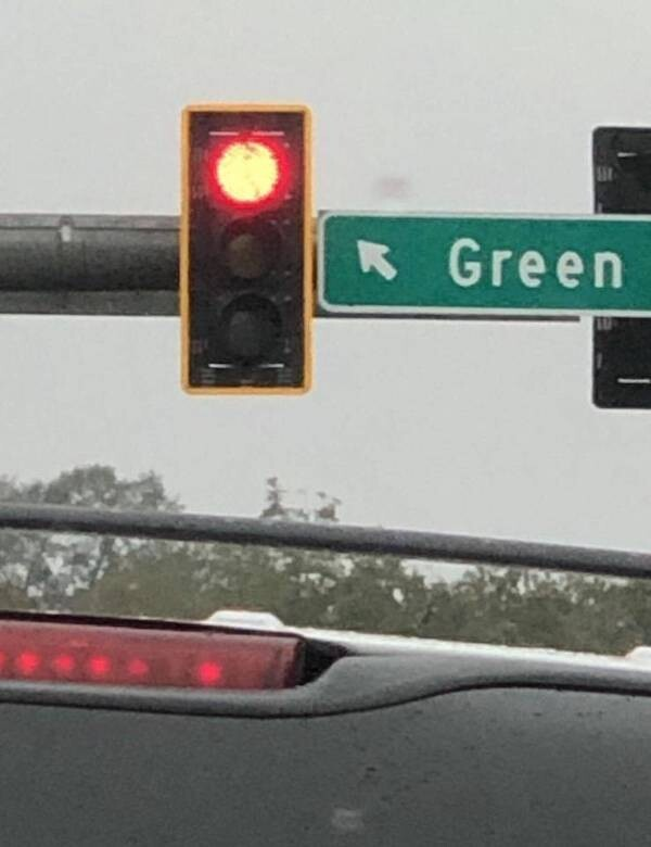 How a hawk learned to use traffic lights to hunt