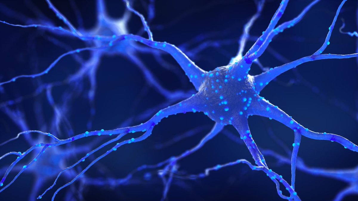 3D Brain Cultures Reveal Neurons Can Change Roles