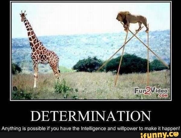YC’s Startup Success Questions: Determination Wins