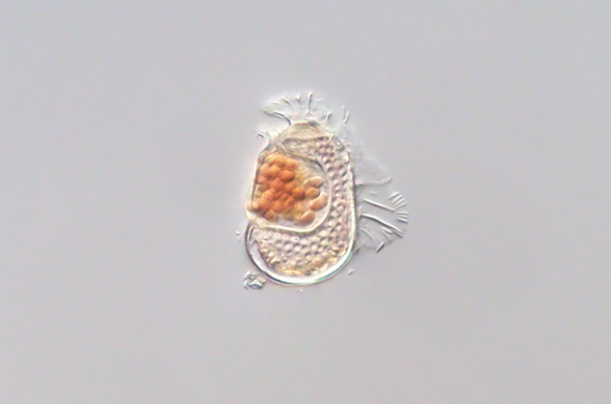 Sukunaarchaeum: the microbe that behaves like a virus