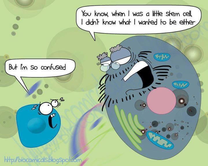 Clinical Trial for Stem Cell Spinal Cord Repair