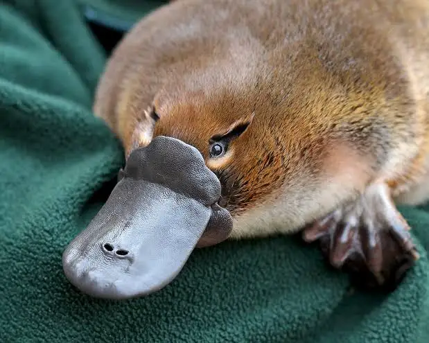 The platypus is venomous and its sting is brutal